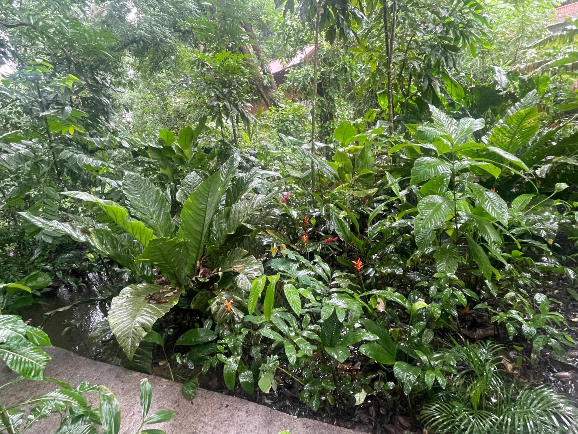Villa Casa Jaguar Tortuguero Esterno foto